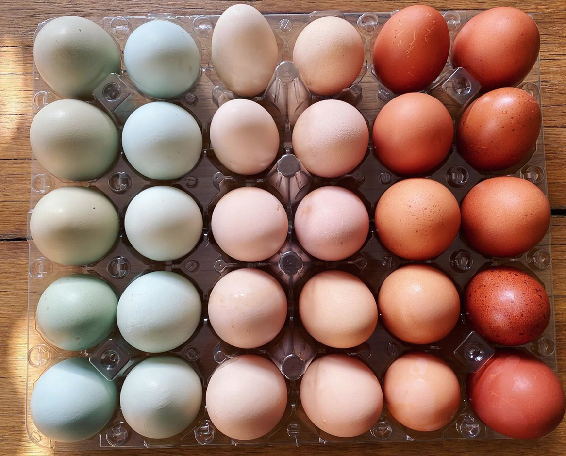 Cool 2024 colored eggs
